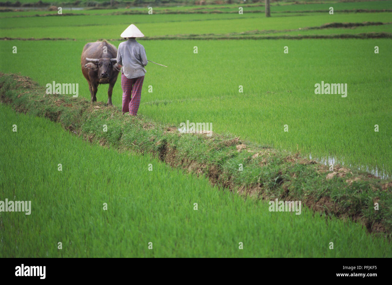 Vietnam, Hoi An région, travailleur avec ox sur une rizière Banque D'Images