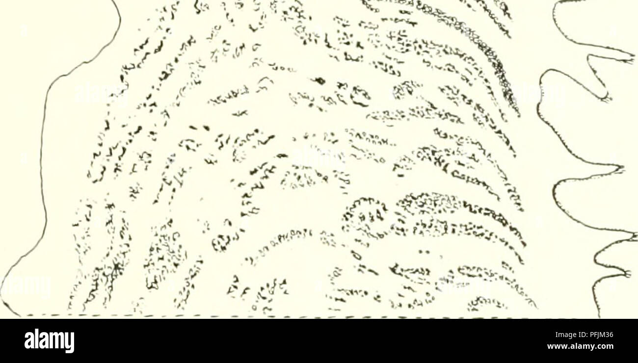 Cette illustration de l’expédition danoise Ingolf met en évidence la vie marine dans l’Arctique, en se concentrant sur l’espèce Calliactis l-rnijeri, qui présente des colorations variées. L'aspect de cette anémone de mer varie du scarlatine au carmin et se trouve dans plusieurs endroits arctiques, y compris le fjord Franz Joseph. L'image contribue à la compréhension scientifique de la biodiversité marine arctique. Banque D'Images