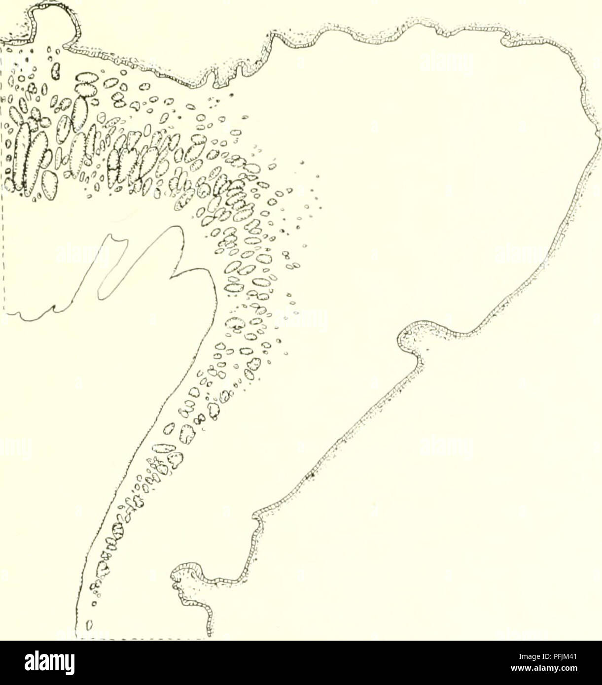 L'expédition danoise Ingolf a étudié la vie marine dans les régions arctiques, en se concentrant sur les Actiniaria (anémones de mer), documentant leurs caractéristiques anatomiques telles que les structures des tentacules et les caractéristiques des disques buccaux, apportant des données précieuses à la biologie marine et à l'écologie marine arctique. Banque D'Images