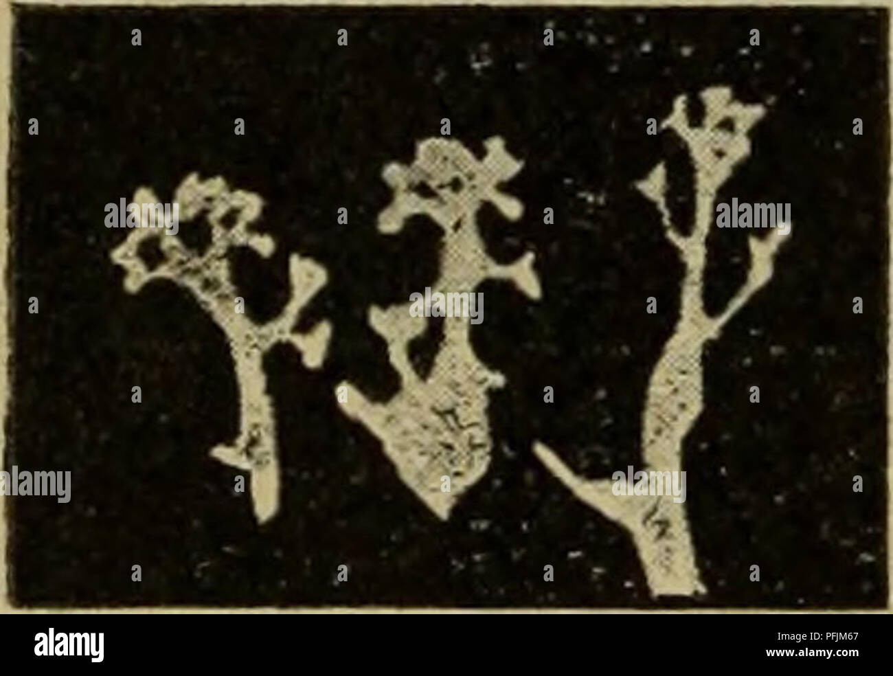 . Denkschriften der Ko ?niglich Baierischen-Botanischen Gesellschaft à Regensburg. La botanique, la botanique. - 44 - f. undulata Nees untergetauchte Wasserformen Ganz oder zeitweise : Äste gedrängt, aufsteigend schmäler und zumeist verlängert ; nur steril. Von der Ebene bis in die von Schneeregion verbreitet dans Allen. Fabbroniana Pellia Raddi P. calycina (Nees) Der vorigen ähnlich, aber in Art Kleiner. Aste keilfg bis linéaire, bes. mourir d", am Rande ungleich eingeschnitten gewellt und. Ohne Jnnenzellen Verdickungsleisten. Dioecisch, beide Geschlechter oft hart beieinander. 9- Hülle, keul grösser Banque D'Images