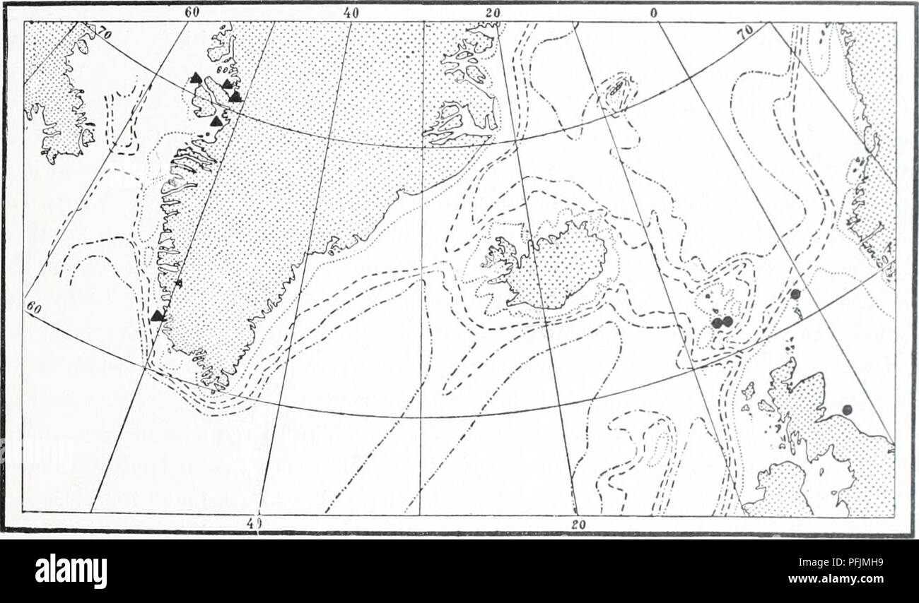 . L'Ingolf danois-expédition. Les animaux marins -- les régions de l'Arctique ; les expéditions scientifiques ; les régions de l'Arctique. 41 HYDROIDA polype étendu ; ils sont sans joints toriques ; tout au plus il y a de légères rides irrégulières et ici et là. Le polype est fusiforme avec les tentacules irrégulièrement répartis dans toute la surface, le polype peut être rétracté dans l'ensemble de la partie distale de l'hydrocaulus. La structure de l'gonophores semble être fortement réduit. Ils sont développés dans la partie supérieure de blastostyles sans tentacules, tout au plus j'ai mm. de haut. Matériel : les îles Féroé :^ 1 miles à l'ouest au sud de Banque D'Images