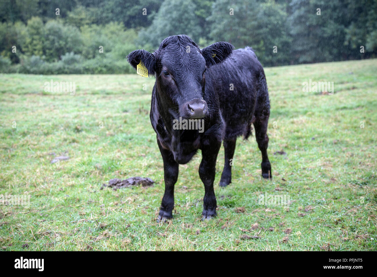 Dexter les bovins sont une race de bovins originaires de l'Irlande. La plus petite des races bovines européennes, Banque D'Images