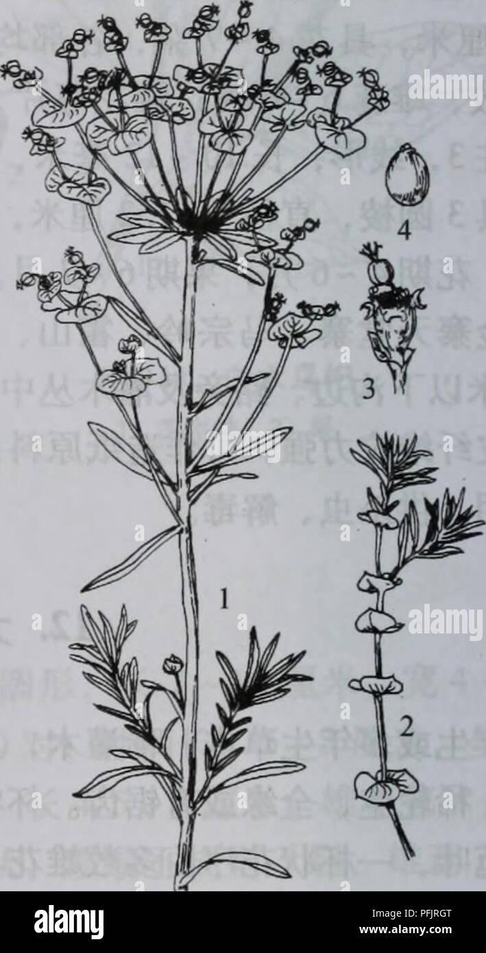 . Da zhi shan bie Wu Zhi. botanique. Å¤§æ g 947¤§ä¹³è£ å æ 1.çºä¨'é;2.æ ç¶èä¼è¯åº±;3.èae¤1.æ æ¨ ªÄ'é;2æ æ§aeå¶¯;3.æ ç¶èä¼è åºï¼±4.ç§å- 2.ä¹³è¤§aeï¼å¾ å£947) Euphorbia esula L. å¤çèae¬ï¼é å¹'"1540åç±³Ãèç Ï¼aeçºµae¡ç'« çº¹ãç aeaeè-¥å'aeä «¶¯çï¼çº çå å¢ï¼é¿¿å½ 1.53åç ³Ï¼Ae aeï¼é Aeaeçè²aeä¿±'¶äºçï¼åae éå½ çå aeçº¿«¢ç¶ï¼é éå½¢æ"¡¯åéaeå¾¶ç" å¹ï¼ aeå® ·å'å° åºä ãae« ºé è±'¡¶ççå§èä¼è¤æ-±åºï¼éå''å ·5ä'ªä¼Ae ä¼ae Ï¼ae¯'¢å2¯ åååï¼èçå 3¹. Veuillez noter que ces images sont extraites de la page numérisée des images qui peuvent avoir été retouchées numériquement pour plus de lisibilité - coloration et l'aspect de ces illustrations ne peut pas parfaitement ressembler au trio Banque D'Images