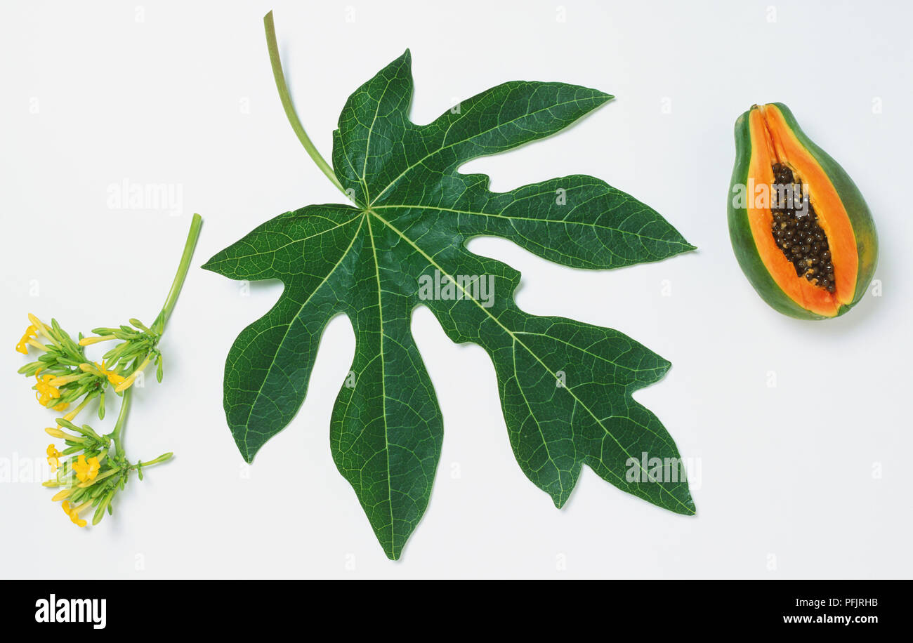 Carica papaya, fruits, feuilles et fleurs de papayer Banque D'Images