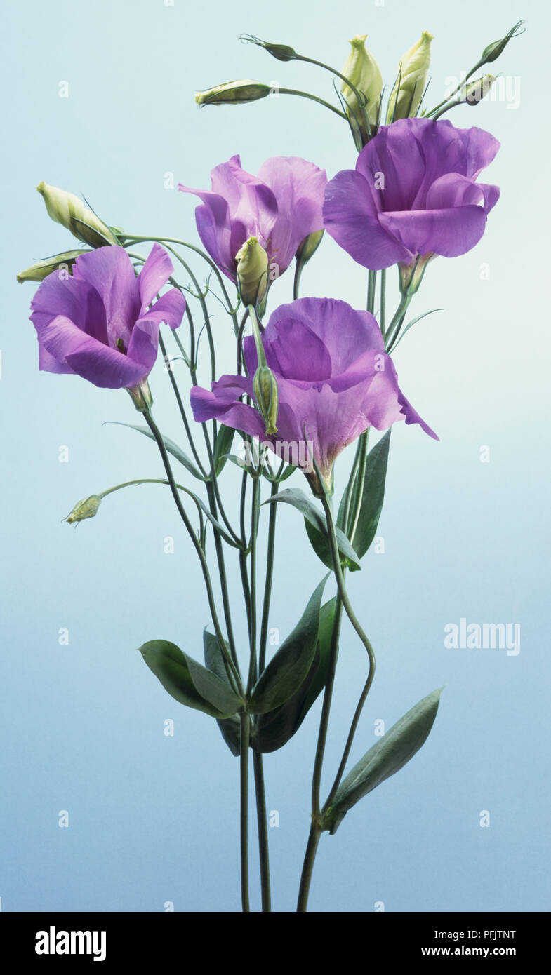 Eustoma grandiflorum, gentiane des Prairies, side view Banque D'Images