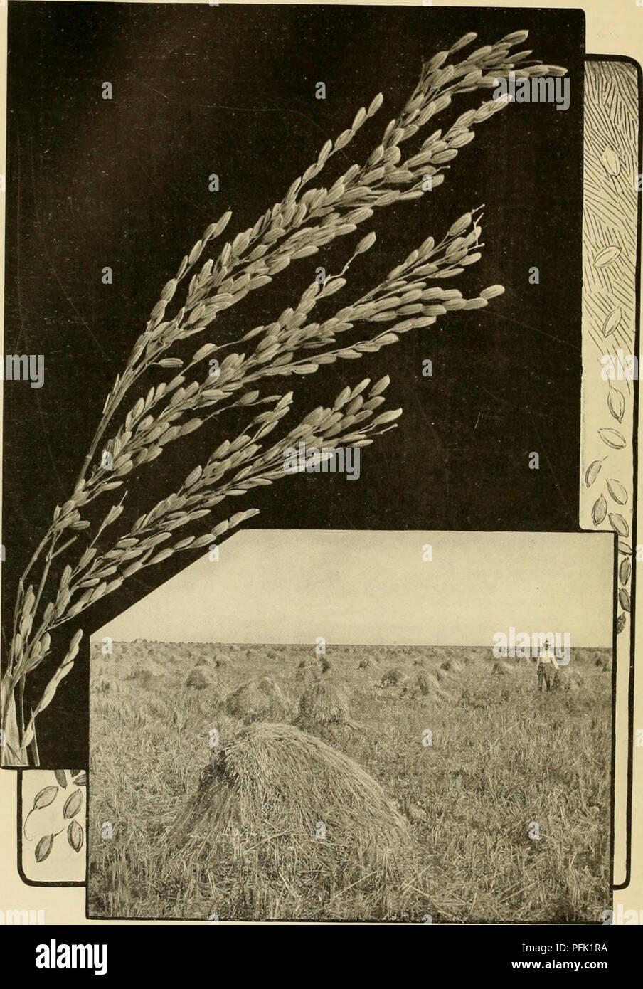 La planche XX de la 'Cyclopédie des cultures agricoles' représente la culture du riz en Louisiane, en se concentrant sur le plant de riz et sa croissance dans les prairies de l'État. L'image met en évidence l'environnement de la riziculture et son rôle dans l'agriculture. L'ouvrage est édité par L. H. Bailey et fournit des informations précieuses sur la culture agricole au début du XXe siècle. Banque D'Images