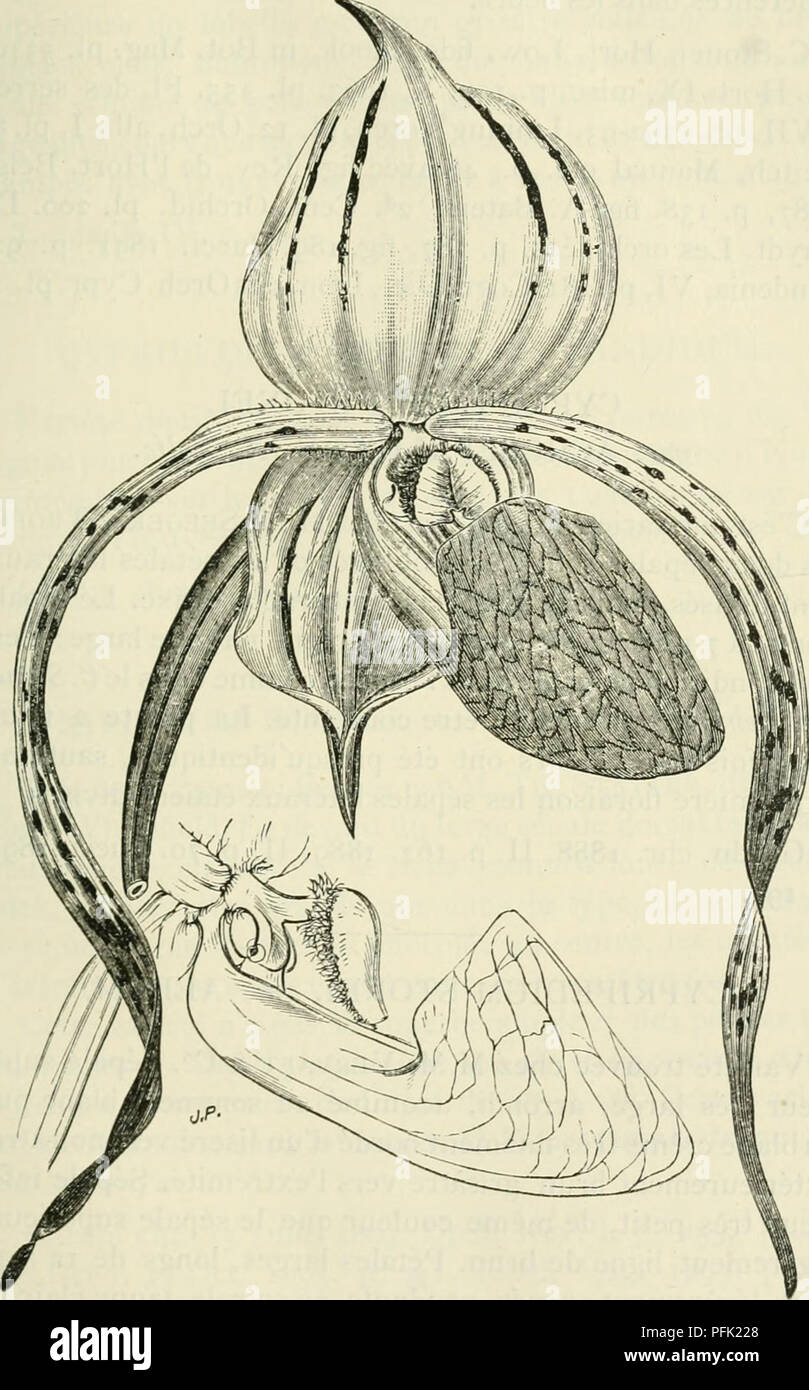 . Cypripedium, Selenipedium &AMP ; Uropedium. Monographie comprenant la description de toutes les espÃ¨ces, variÃ©tÃ©s et hybrides inexistants jusqu'Ã ce jour. Cypripedium ; Selenipedium. Â Â 435 canari. Feuillage vert clair, la participation financière de trà trà s¨Ã©pais, un peu rugueux.. Cypripedium Stonei. This espÃ¨ce donne de 3 Ã 5 fleurs Ã la fois.. Veuillez noter que ces images sont extraites de la page numérisée des images qui peuvent avoir été retouchées numériquement pour plus de lisibilité - coloration et l'aspect de ces illustrations ne peut pas parfaitement ressembler à l'œuvre originale.. Desbois, F. Gand, Meyer-Van Loo Banque D'Images