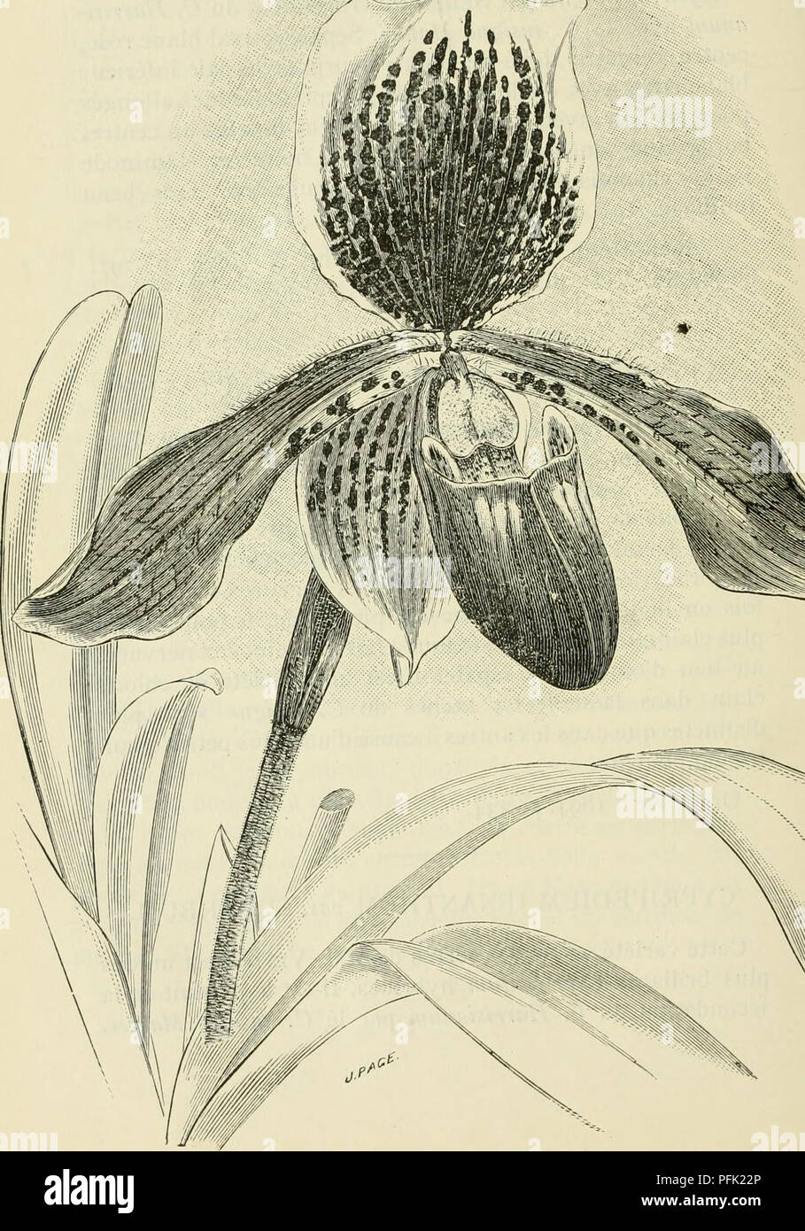 . Cypripedium, Selenipedium &AMP ; Uropedium. Monographie comprenant la description de toutes les espèces, variétés et hybrides en vigueur jusqu'à ce jour. Cypripedium ; Selenipedium. - 37 f . OEnanthum Cypripedium var. Supprbum.. Veuillez noter que ces images sont extraites de la page numérisée des images qui peuvent avoir été retouchées numériquement pour plus de lisibilité - coloration et l'aspect de ces illustrations ne peut pas parfaitement ressembler à l'œuvre originale.. Desbois, F. Gand, Meyer-Van Loo Banque D'Images