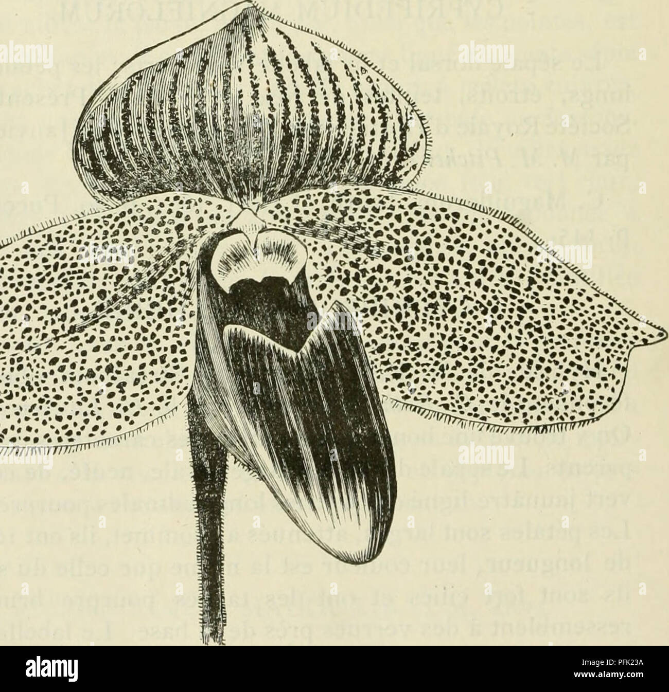 . Cypripedium, Selenipedium &AMP ; Uropedium. Monographie comprenant la description de toutes les espèces, variétés et hybrides en vigueur jusqu'à ce jour. Cypripedium ; Selenipedium. ^^^rmvi »» «. Cypripedium Marcliioness de Salisbury. St-Albans, entre le 0. bellatulum fécondé par le C. barbatum. Veuillez noter que ces images sont extraites de la page numérisée des images qui peuvent avoir été retouchées numériquement pour plus de lisibilité - coloration et l'aspect de ces illustrations ne peut pas parfaitement ressembler à l'œuvre originale.. Desbois, F. Gand, Meyer-Van Loo Banque D'Images