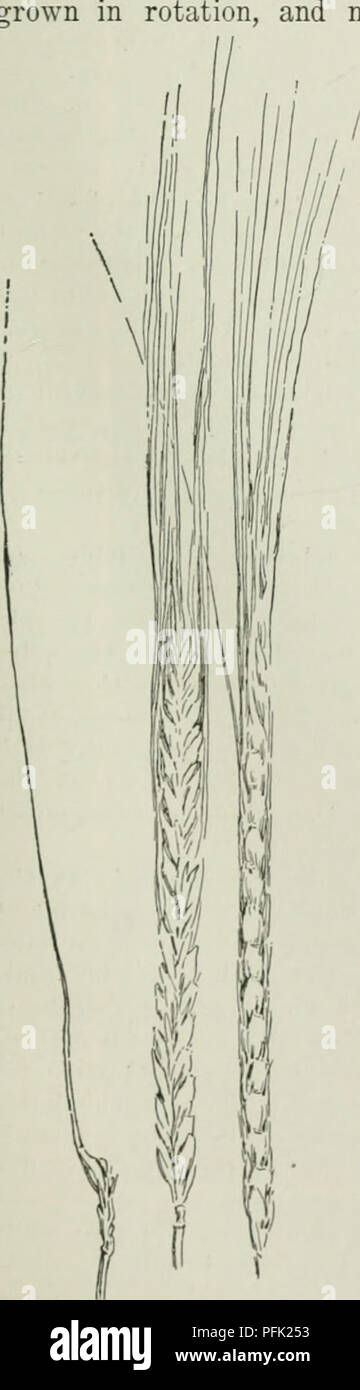 . Cyclopedia de cultures agricoles : une étude des cultures populaires et des méthodes de récolte aux États-Unis et au Canada. Agriculture -- Canada, Agriculture -- United States ; produits de la ferme -- Canada ; produits de la ferme -- United States. cultivé. Fig. 291. Chevalier français bar- ley, un à deux rangs standard va- riety. J'lipiied hordes inférieur pour montrer .irraiigeiueiit de ker- nels d'un côté et les bords. Un jointof trois épillets t du rachis, un tic caractéristiques communes à l'orge à six rangs, pas con- tinuously sur la même terre. AVhen le maïs est l'une des récoltes, une bonne rotation est le maïs sur des terres que l'année avait été Banque D'Images