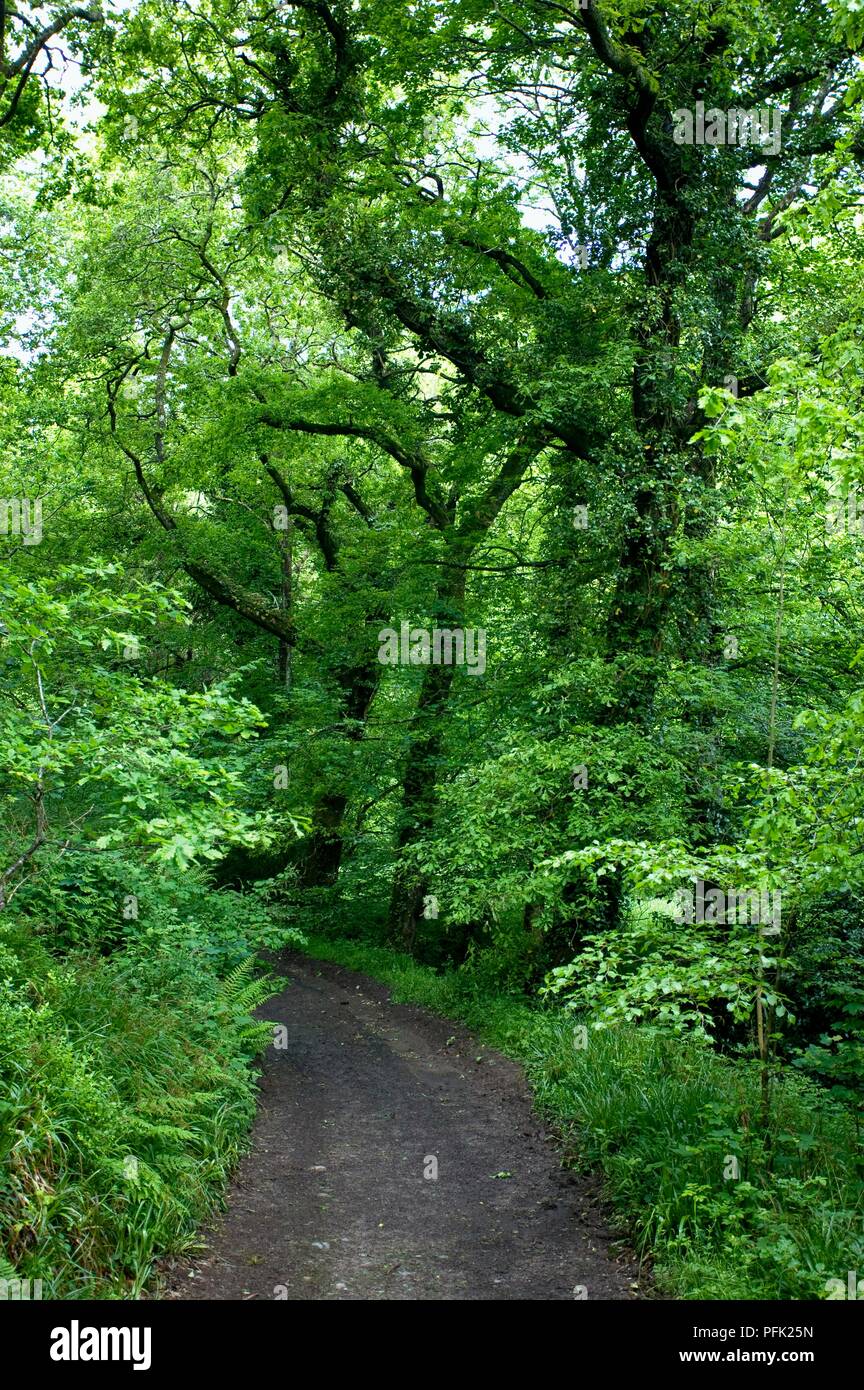 La Grande-Bretagne, l'Angleterre, Devon, Dartmoor National Park, sentier entre forêt à Fingle Bridge, près de Drewsteignton Banque D'Images