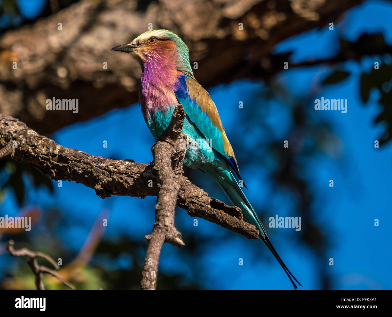 Un lilas breasted roller en Afrique à la jolie et lumineuse Banque D'Images