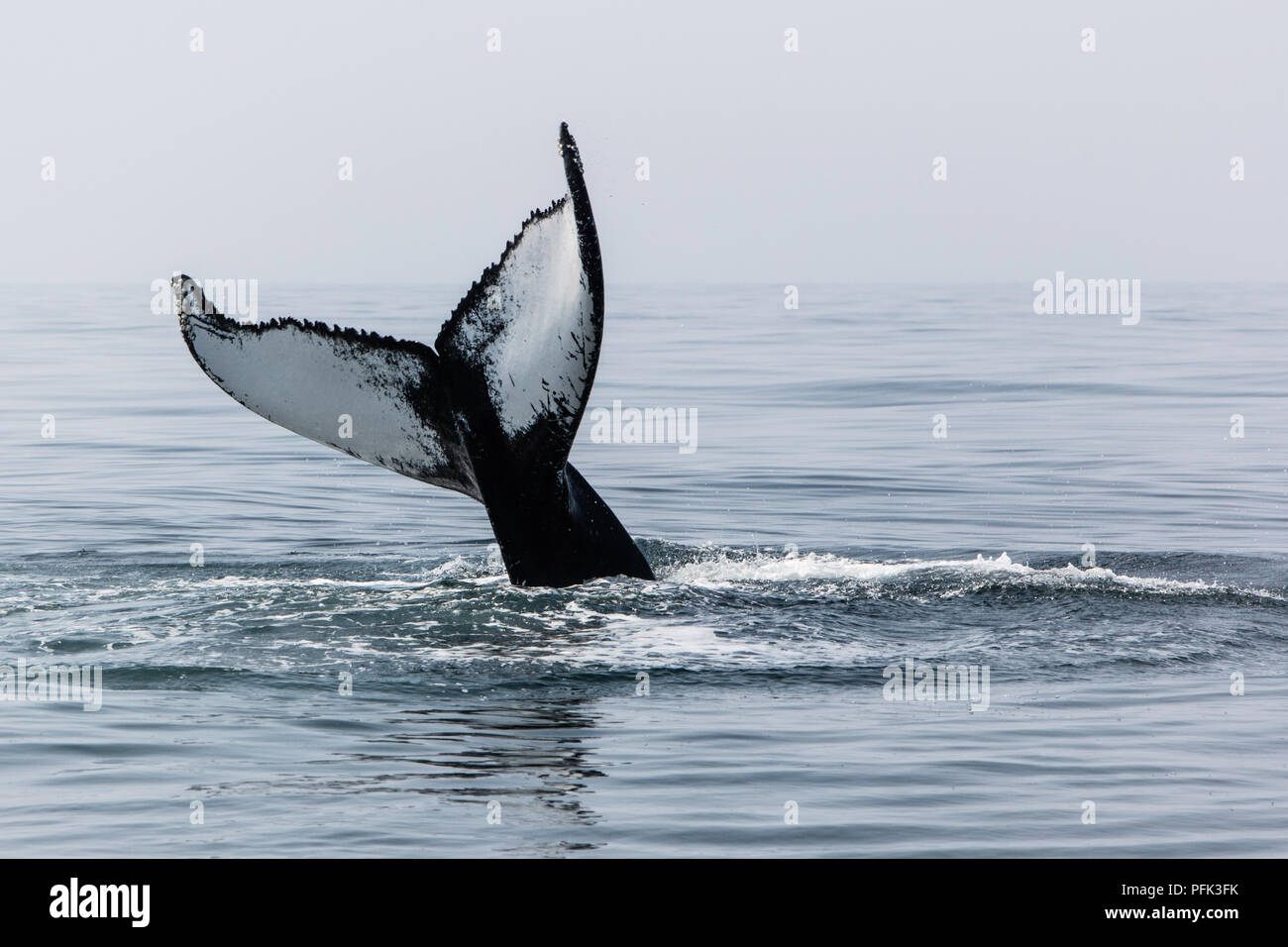 Un adulte Rorqual à bosse, Megaptera novaeangliae, gifle son énorme queue sur la surface de l'océan Atlantique Nord au large de Cape Cod, au Massachusetts. Banque D'Images