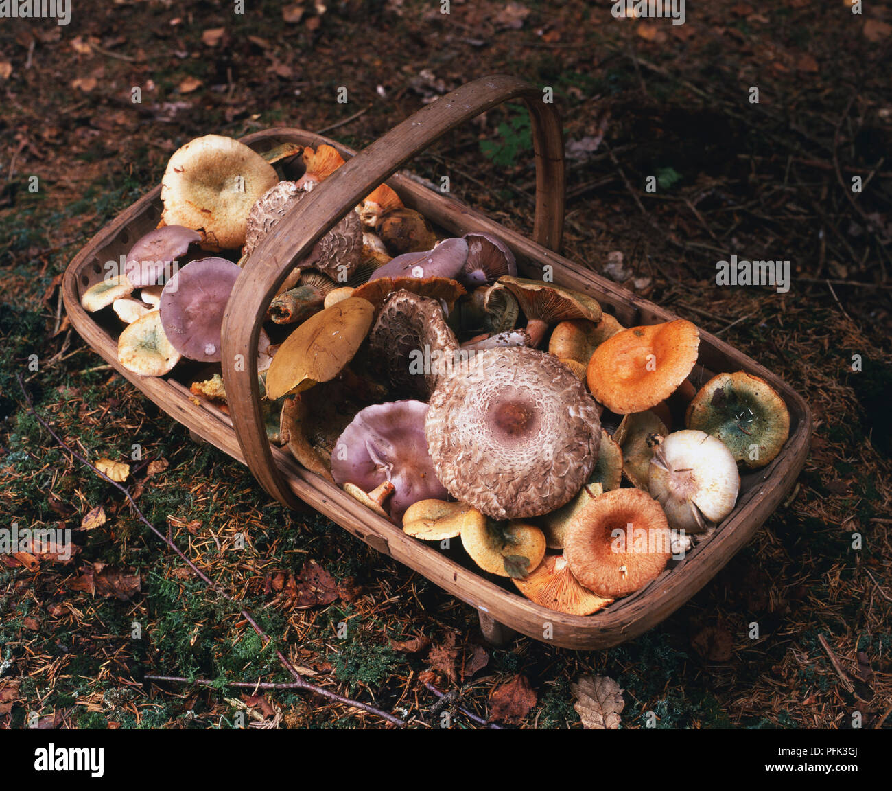 Panier en bois remplis de champignons sauvages. Banque D'Images