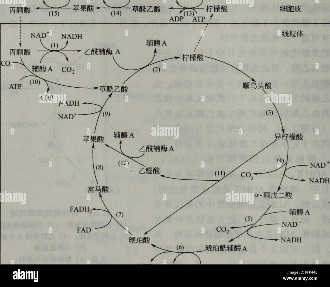 Ce texte chinois, axé sur les sciences botaniques, traite de divers aspects de la biologie végétale, y compris les processus génétiques et le développement des plantes. Il explore les systèmes végétaux et les processus biochimiques qui régissent leur croissance, en particulier en relation avec leur environnement et leur interaction avec les nutriments. Banque D'Images