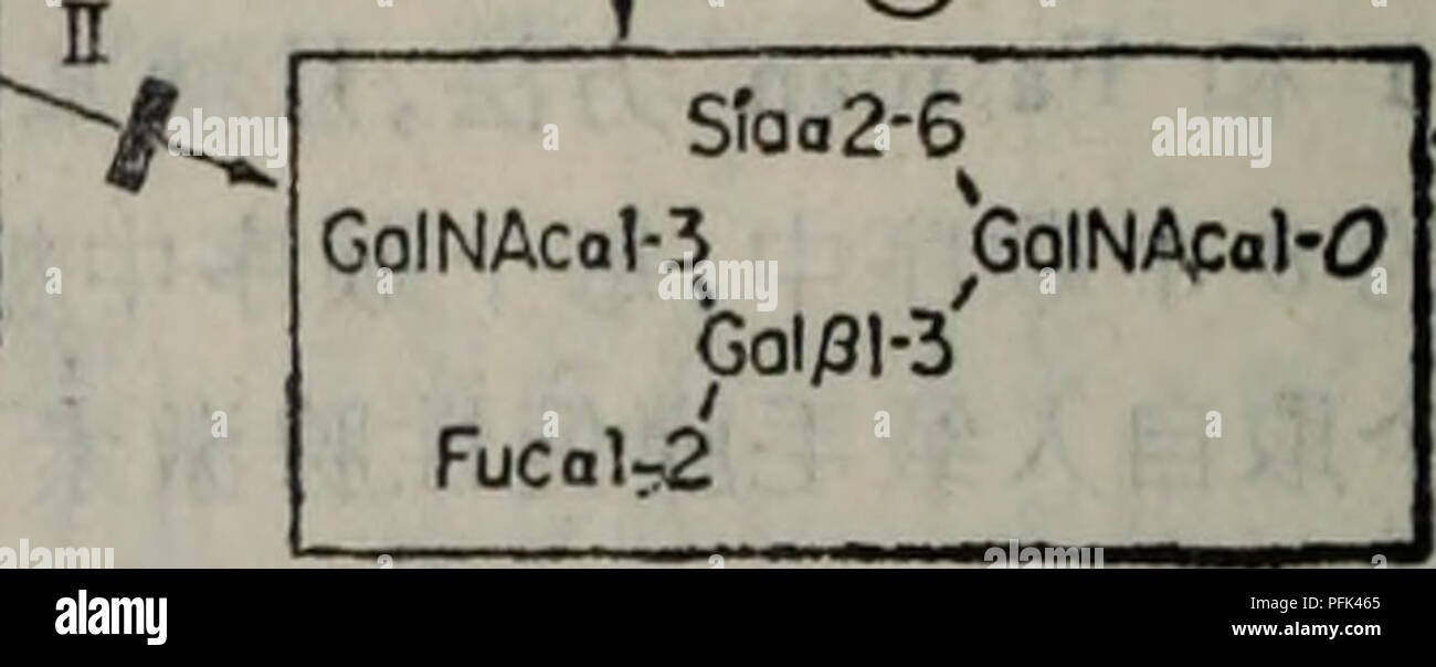 Dai Xie Tang Dan Bai Yu Dan Bai Ju Tang Jie Gou Gong Neng Il Dai Xie Botanique S Peptide Golnacot Ioa2 6f Gt 0 Glcnac Galnacal 91 6 I A A Glcnac 91 6 0 Galnacal A Le Siaa2 3gol L 3galnacol