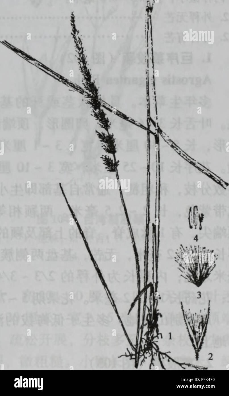 Da Zhi Shan Bie Wu Zhi Botanique c Ae Gramineae 91 C C 3d I Ac Ae Eee Deyeuxia Arundinacea L Beauv Var Brachytricha Steud P C Kuo Et S G Lu Ae Ac A Ac Caºa