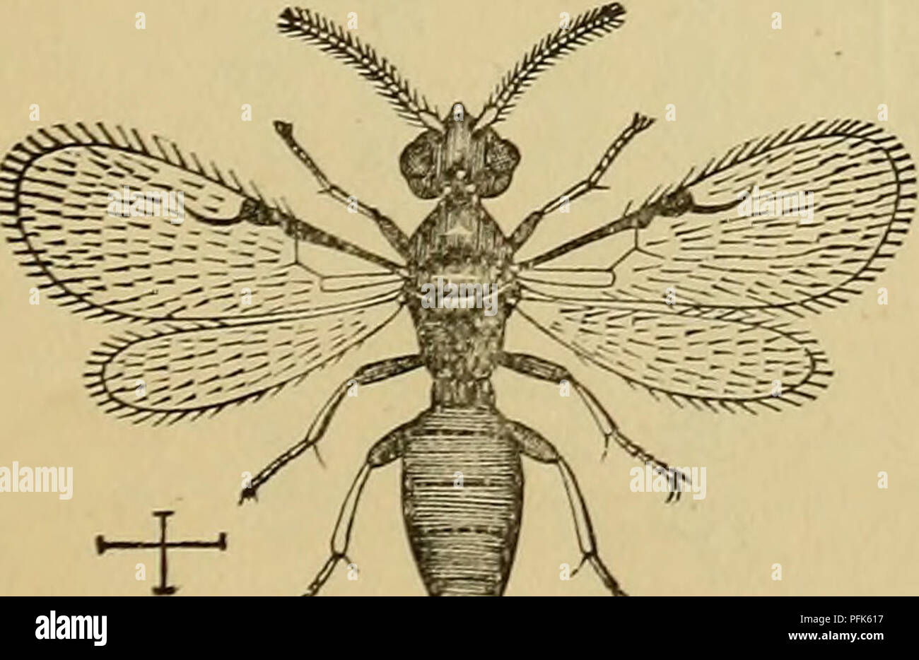 . Dai-shuppin konchu ikkai zenkoku tenrankai mokuroku. Les insectes.  ? ? ? ? ? ? ? ? ? ?. Veuillez noter que ces images sont extraites de la page numérisée des images qui peuvent avoir été retouchées numériquement pour plus de lisibilité - coloration et l'aspect de ces illustrations ne peut pas parfaitement ressembler à l'œuvre originale.. Nawa, Yasushi, 1857-1926 ; Nawa Konchu Kenkyujo. Henshubu. [Japon] Gifu : Nawa Konchu Kenkyujo Banque D'Images