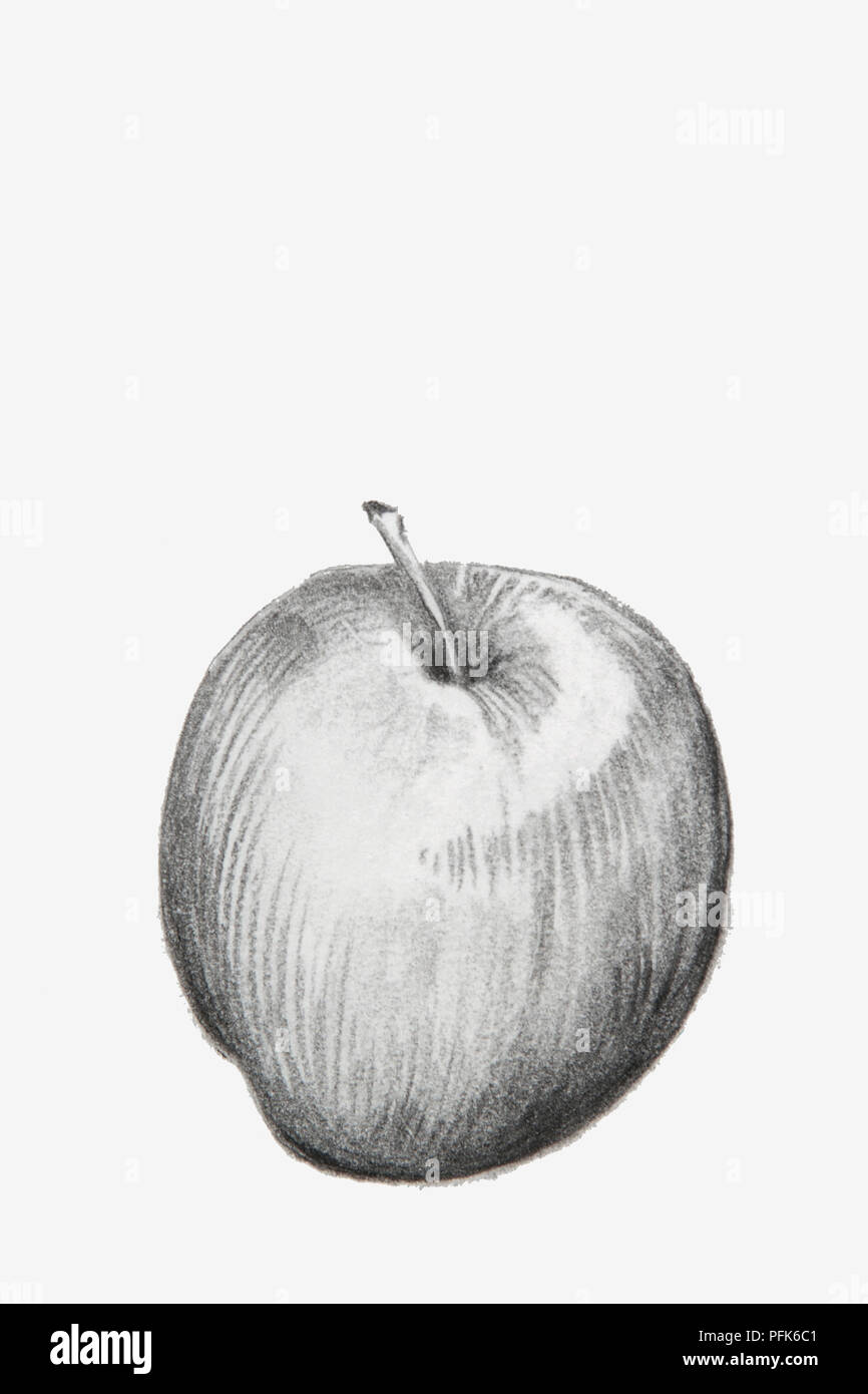 Dessin au fusain noir et blanc d'apple Banque D'Images