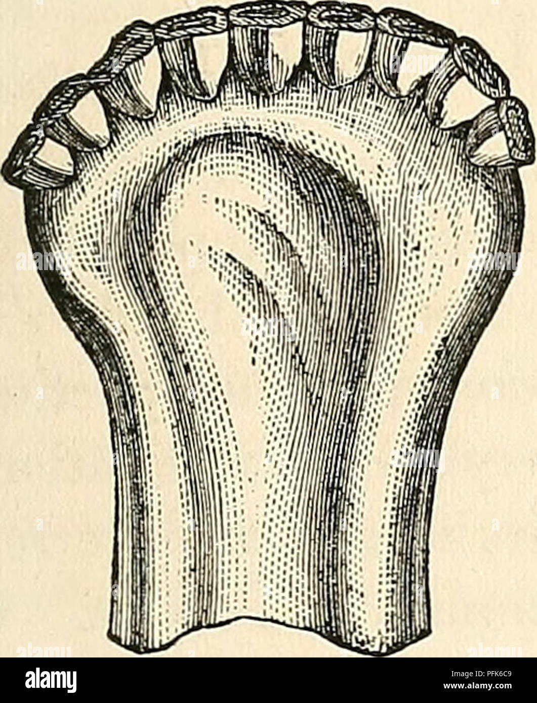 . Dadd's théorie et pratique de la médecine vétérinaire et de la chirurgie. La médecine vétérinaire. Les MALADIES DE L'appareil digestif. 477. Veuillez noter que ces images sont extraites de la page numérisée des images qui peuvent avoir été retouchées numériquement pour plus de lisibilité - coloration et l'aspect de ces illustrations ne peut pas parfaitement ressembler à l'œuvre originale.. Dadd, George H. , b. 1813. [From old catalog]. Cincinnati, R. W. Carroll &AMP ; co. Banque D'Images