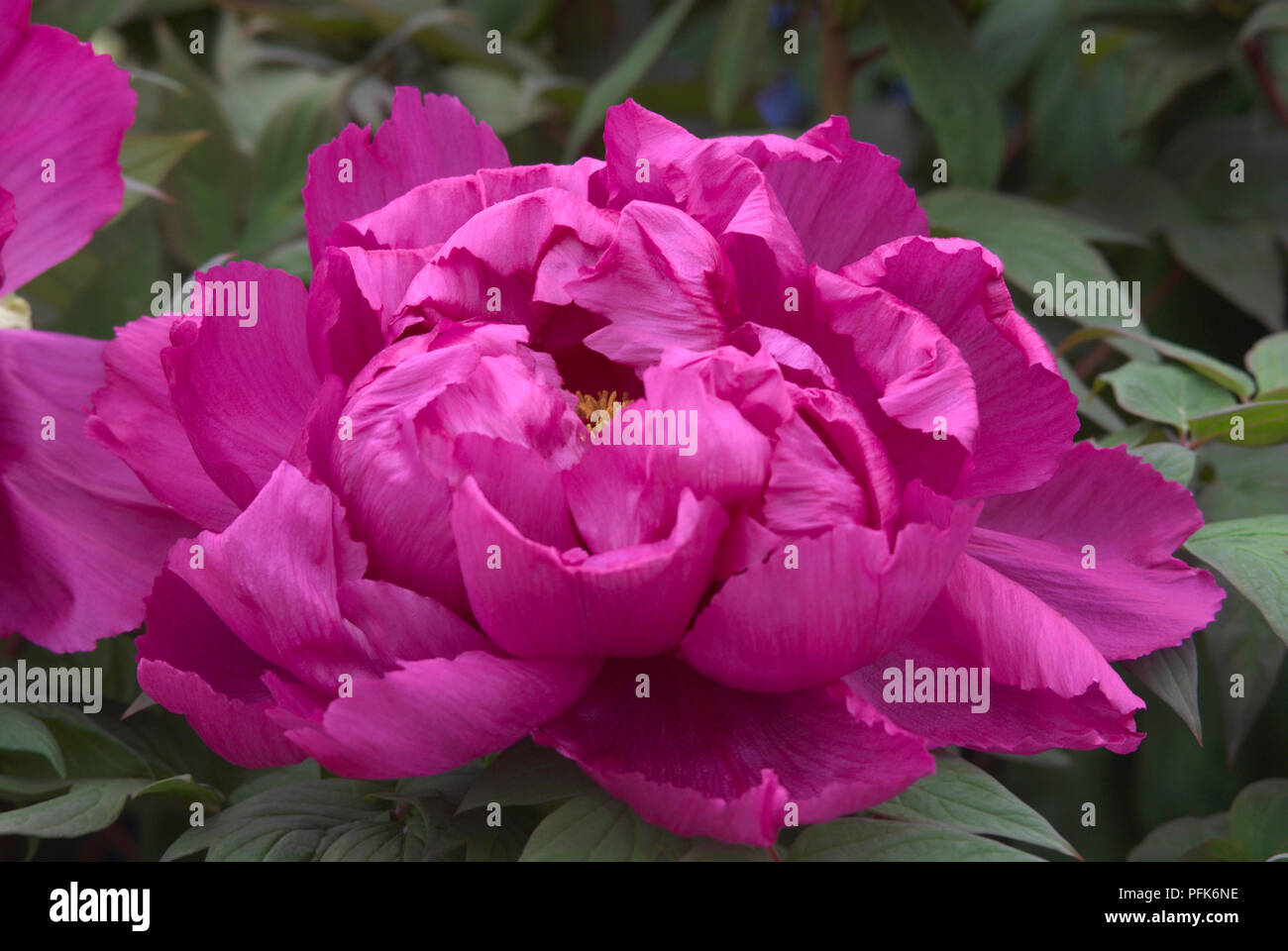 Paeonia suffruticosa 'Cardinal' pivoine arbustive (Vaughan), rose capitule, close-up Banque D'Images
