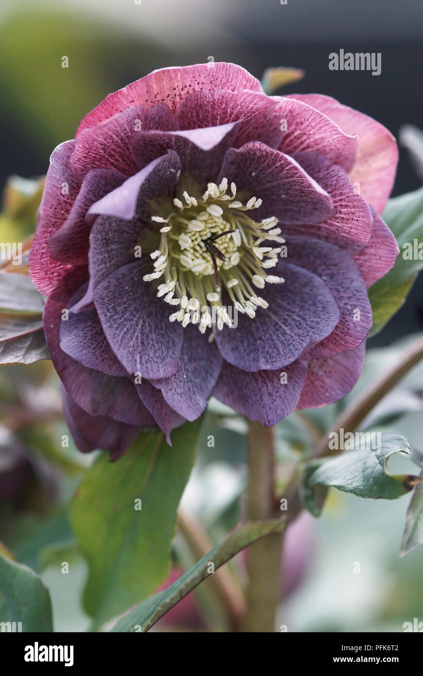 Helleborus x hybridus (Hellebore), tête de fleurs de mauve avec des étamines, close-up Banque D'Images