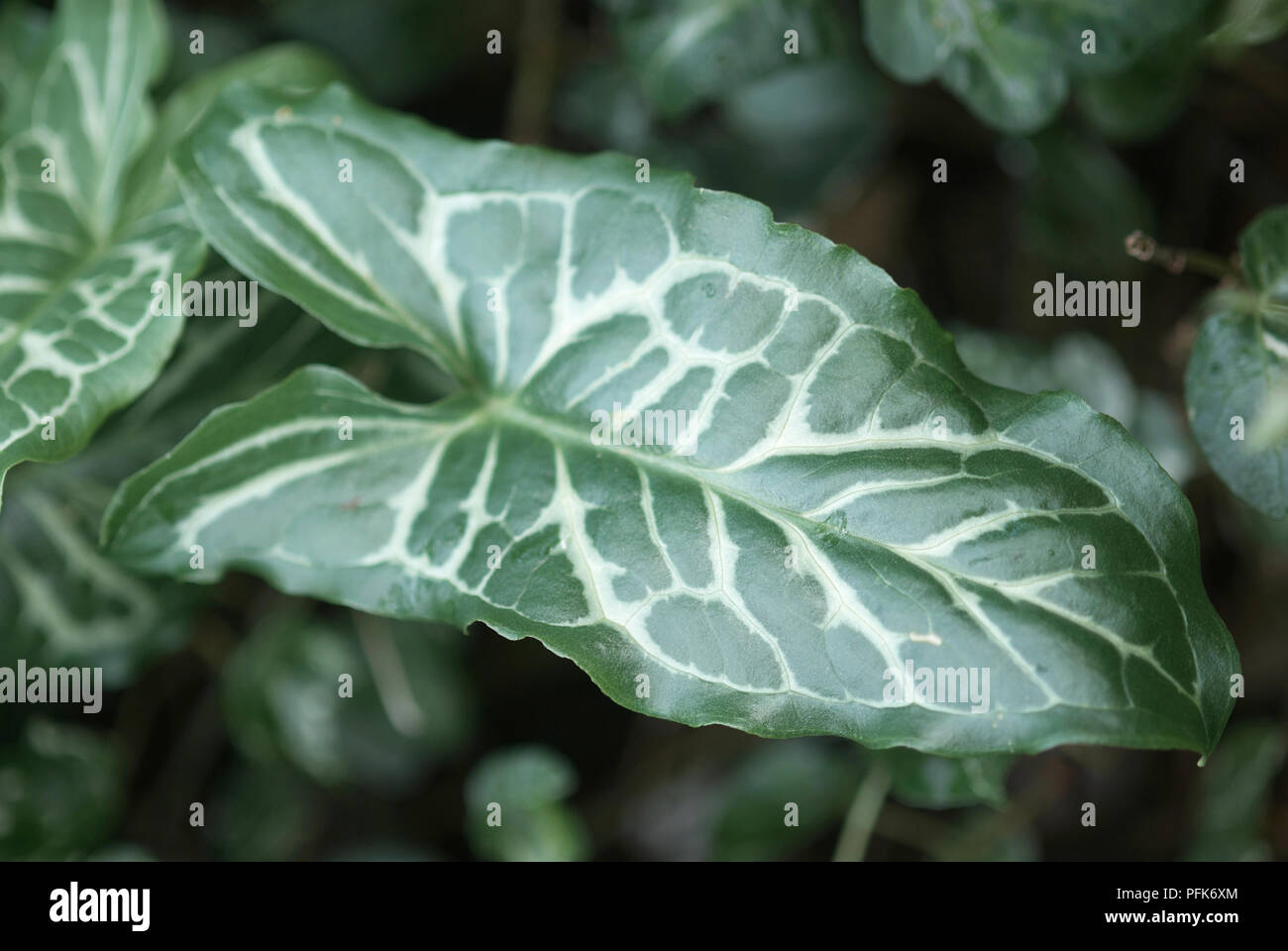 Arum italicum (Italian Lords-and-Ladies), close-up of sagittée, feuilles panachées Banque D'Images