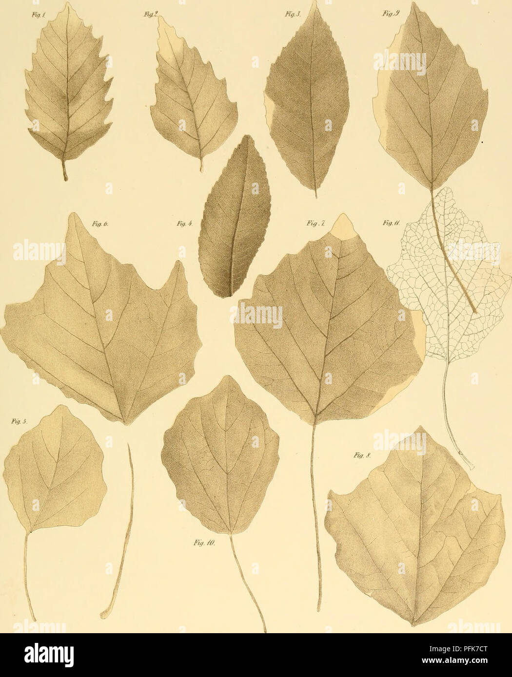 . Denkschriften der Kaiserlichen Akademie der Wissenschaften / Mathematisch-Naturwissenschaftliche Classe. Les mathématiques ; sciences. l'ncor. Die (un^KIoim GlticKenbpr^ l'iilt von. Â M IV.. .-L'ii iÃ". Â ¢/- i". C'astanea Uiuf atapia. J- 4 Ulnmjplurmerma l'riff. . ?. Fopulns fratata Vng 0-/PopiÃ¼uJ fophjlla Ã Itt/fn/f. Der Benksclirifteii tlkad.d.Wissenicli malliem nalurvc... LI. YlLBd. 18i4. I.itli-ii.dans la cedr d.lt.k. Jliif u. .« Itaalidruiit-rfi.. Veuillez noter que ces images sont extraites de la page numérisée des images qui peuvent avoir été retouchées numériquement pour plus de lisibilité - coloration et l'appearanc Banque D'Images