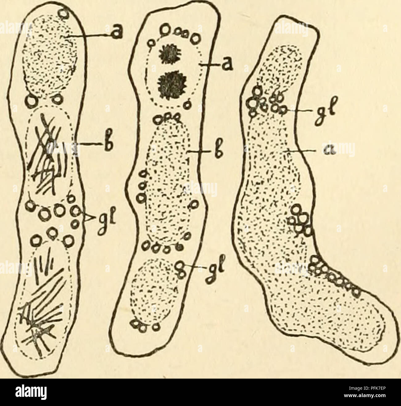 . Le cytoplasme de la cellule végétale. Les cellules et les tissus des végétaux ; le protoplasme. Fig. 114. - Les cellules épidermiques des sépales. Pigment dans les vacuoles, partiellement en solution, en partie cristallisé. 1-2 Del- phinium. 1, D. Ajacis ; bleu pigment, des grappes de cristaux en forme d'aiguille. 2. hort. var. avec fleurs bleu foncé ; long, cristaux en forme d'aiguilles enchevêtrées. 3, la verveine hybride ; grand. sphaerocrystals. Fig. 115. - Mycélium de Eremothecium ashbyii. une vacuole, avec flavin en solution ; b, vacuole avec flavin cristaux ; gl, lipide granules. D'abord. Cette dernière est également obtenue lorsque le rouge neutre est réduite en milieu acide. F Banque D'Images
