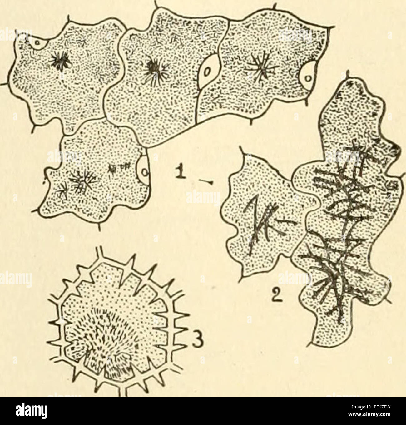 . Le cytoplasme de la cellule végétale. Les cellules et les tissus des végétaux ; le protoplasme. Fig. 113. - Cellules de stipe de Laminaria flexicaulis. Cristaux Bouquet formé par l'iodure de pré- cipitation bleu de crésyl par dans les vacuoles. P, phaeoplast. lo, fat globule,. (Après Mangenot).. Fig. 114. - Les cellules épidermiques des sépales. Pigment dans les vacuoles, partiellement en solution, en partie cristallisé. 1-2 Del- phinium. 1, D. Ajacis ; bleu pigment, des grappes de cristaux en forme d'aiguille. 2. hort. var. avec fleurs bleu foncé ; long, cristaux en forme d'aiguilles enchevêtrées. 3, la verveine hybride ; grand. sphaerocrystals. Veuillez noter que ces imag Banque D'Images