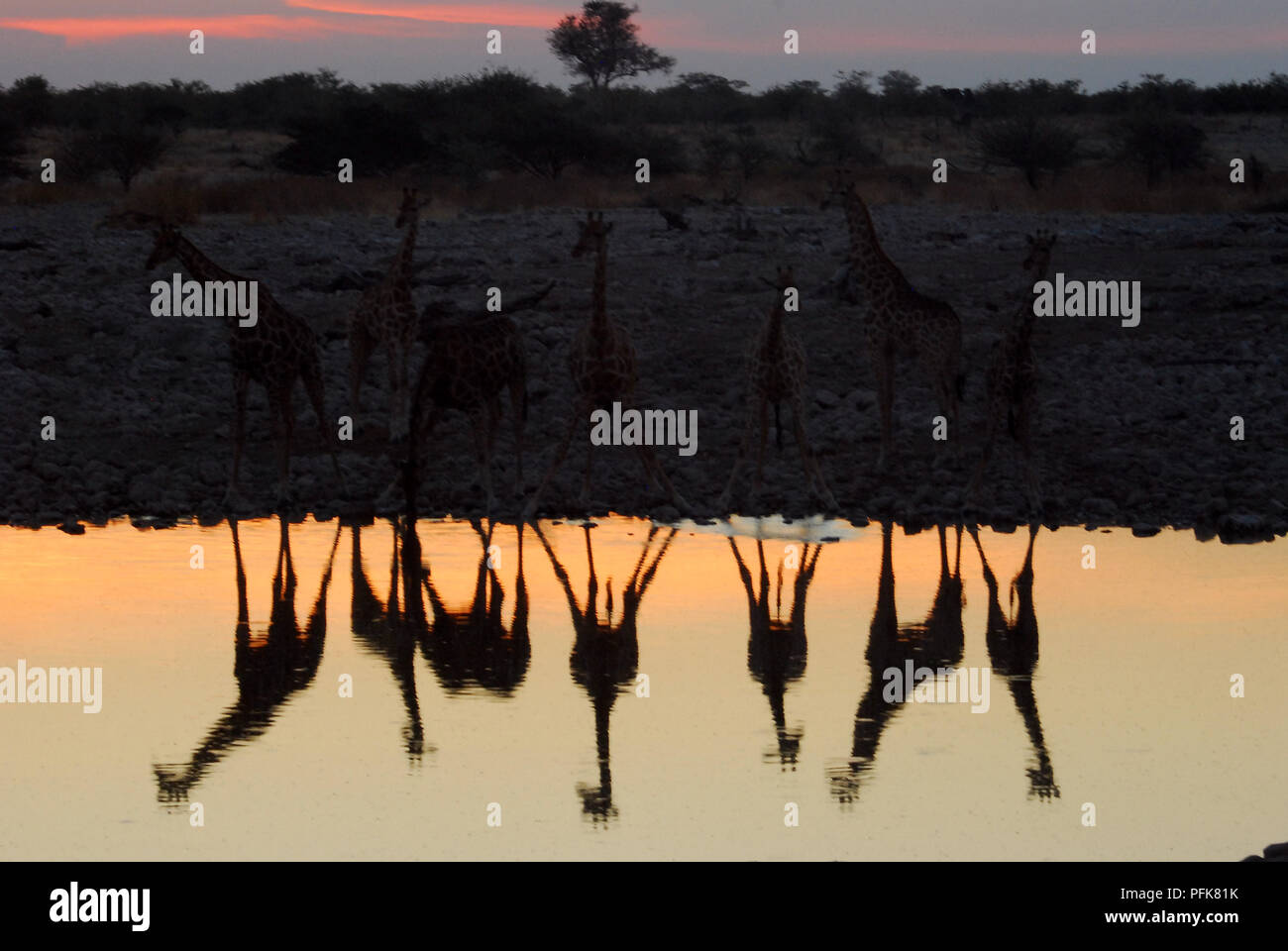 Groupe de girafes reflète dans une piscine Banque D'Images