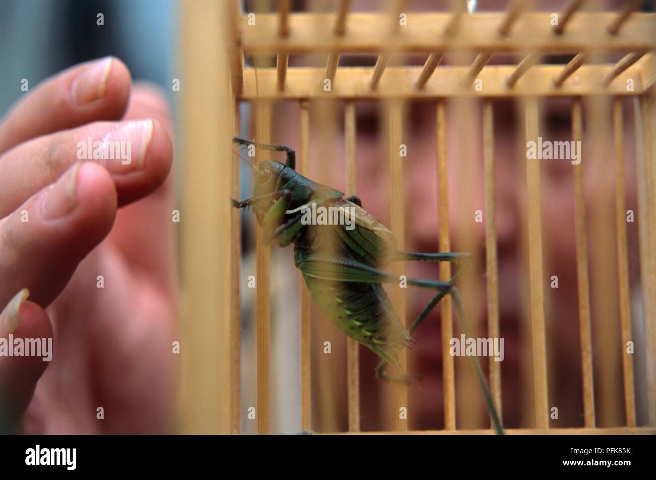 La Chine, Beijing, marché du pet 11 Shizidian, l'homme à la cage à l'intérieur de cricket Banque D'Images