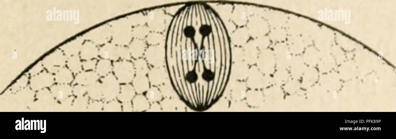 Ceci est une image du travail de Wilfred Eade Agar de 1882 sur la cytologie, en se concentrant spécifiquement sur le noyau métazoaire et les nombres chromosomiques. L'illustration représente la structure cellulaire, avec des informations détaillées sur les chromosomes et les processus cellulaires. L'image a été améliorée numériquement pour plus de clarté, mais peut ne pas refléter entièrement l'aspect original. Banque D'Images