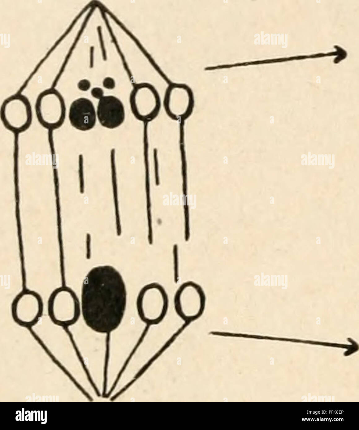 . La cytologie, avec une référence particulière à la noyau de métazoaires. Les cellules. io6 CHAP de cytologie. Le dernier cas est peut-être le plus remarquable, le groupe X composé de deux grandes et trois très petits constituants (Fig. 49, 50). Le matériel chromosomique des divers exemples est la suivante (en omettant Protenor et Lygaeiis, qui ont déjà été traitées) : n' représente le nombre haploïde de chromosomes ordinaires ; et le AnaphaseR dans <S.. Deux classes de spermatozoïdes,. oOo O ^* O ^ fchromosomes (nombre réduit, dans l'ex.^. oOo o .-.o _ ••, 0 O 0^qOc est '^oo0 9'5 o^^o o # g Mole et/emjale chromx)somj Banque D'Images