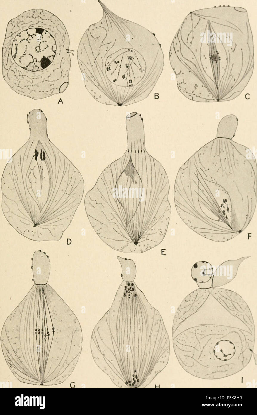 . La cytologie, avec une référence particulière à la noyau de métazoaires. Les cellules. dans la parthénogenèse 93 bee est troublante, et docs ne semble pas avoir d'connexion. ^Â Â Â "^.'''I-A) y H Fig. 43. La phase de la méiose dans le bourdon de l'abeille de miel Apis viellifica {). (Après, Meves A.ui A., 1907.) A. spermatocyte primaire ; B, la prophase I. ; C, tentative de la métaphase I. ; D, E, dégénérescence de l'uutotic figure beginnins ? De la division cellulaire ; F, prophase II. La cellule a terminé sa division uito nucléées une plus grande et une plus petite portion non groupés. G, métaphase II. ; H, l'anaphase II. ; I. divisé en cellules Banque D'Images