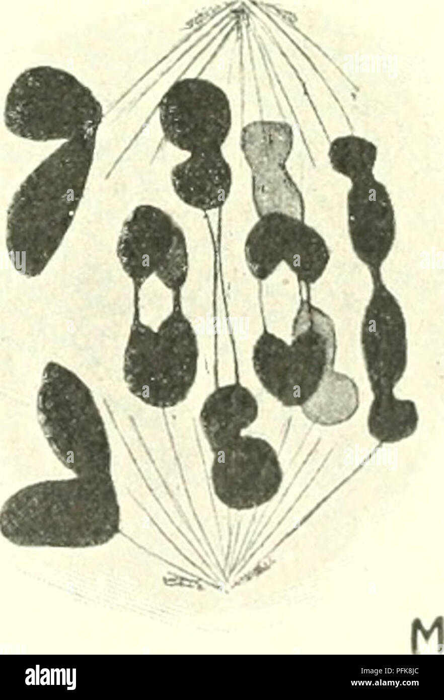 Meiosis prophase Banque de photographies et d’images à haute résolution ...