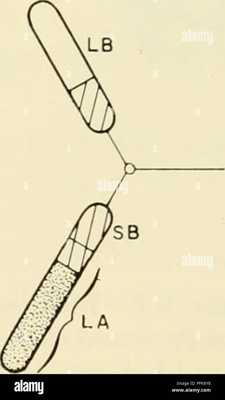 . La cytologie. La cytologie. Figure 8-8. Représentation schématique de la translocation réciproque aux points 1 et 2 entre les segments hétérochromatiques (ombré) de deux chromosomes. A et B. En Subinfère kinétochores. La majeure partie du bras long du chromosome A (LA) Échanges avec une partie du bras court du chromosome B (SB) pour donner un chromosome avec un kinétochore submédians, et d'un petit chromosome composé d'un kinétochore en plus d'un hétéro- court segment chromatique de chaque côté (SA et LA  + SB). / 188 Chapitre 8. Veuillez noter que ces images sont extraites de la page numérisée des images qui peuvent avoir été numériquement Banque D'Images