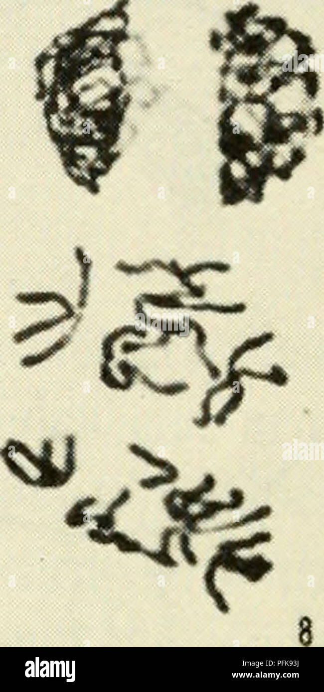 Meiosis prophase ii Banque de photographies et d’images à haute ...