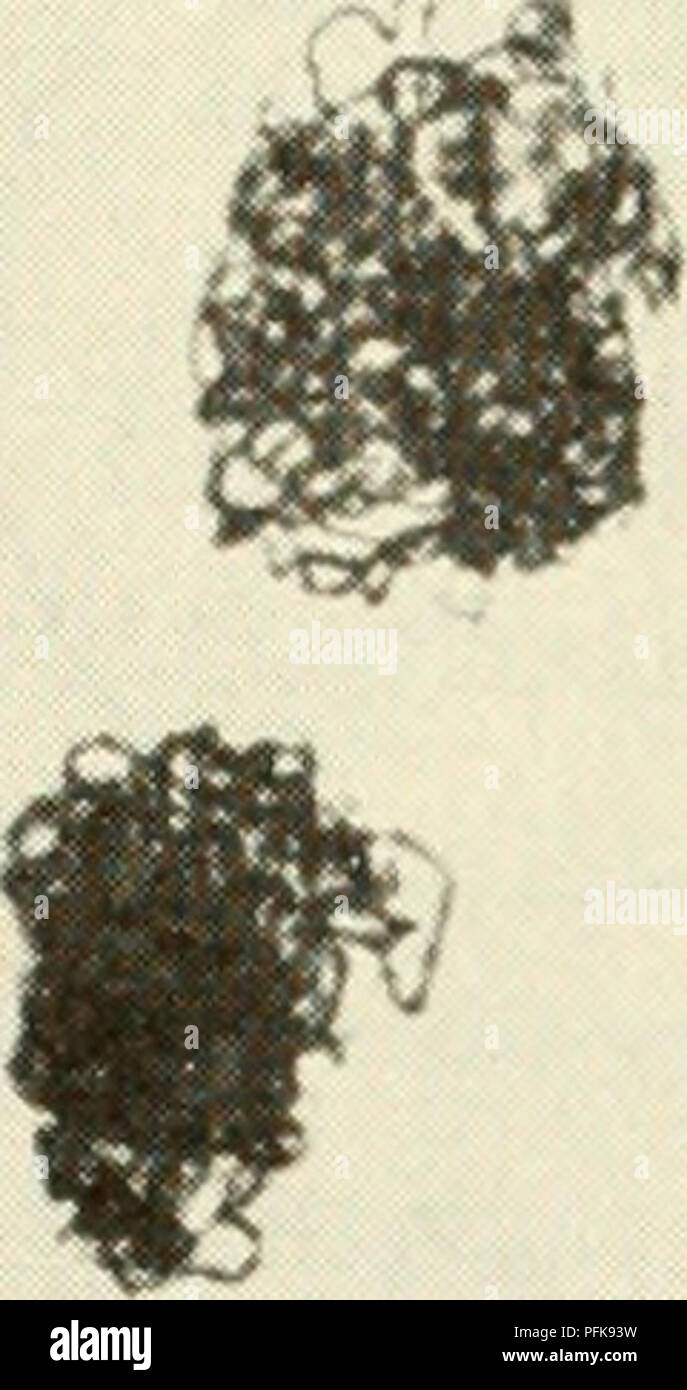 La cytologie, l'étude de la structure et de la fonction cellulaires, est présentée dans ce travail de Wilson et Morrison. Les images décrivent les processus et les structures cellulaires, y compris la division cellulaire, en mettant l'accent sur la compréhension des mécanismes fondamentaux de la vie au niveau cellulaire. Banque D'Images