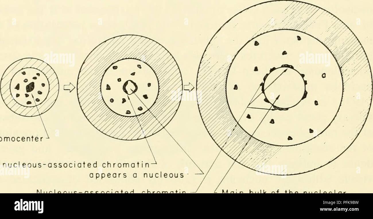 . La cytologie. La cytologie. (Monty, et al, 1956). Le modèle de l'noyau en interphase et le système impliquant la formation du nucléole du chromocentre pro- posés par Caspersson (1950) est en grande partie fondée sur le noyau de la glande salivaire de la Drosophile. Outre le fait que ce type de noyau est hautement spécialisée en termes de développement des chromosomes, il y a peu de preuve pour indiquer une relation étroite entre le nucléole morphologiques et chromocentre dans ces noyaux. Kaufmann (1938)- onstrated dem que le nucléole unique dans le noyau de la glande salivaire de dro- sophila melanogast Banque D'Images