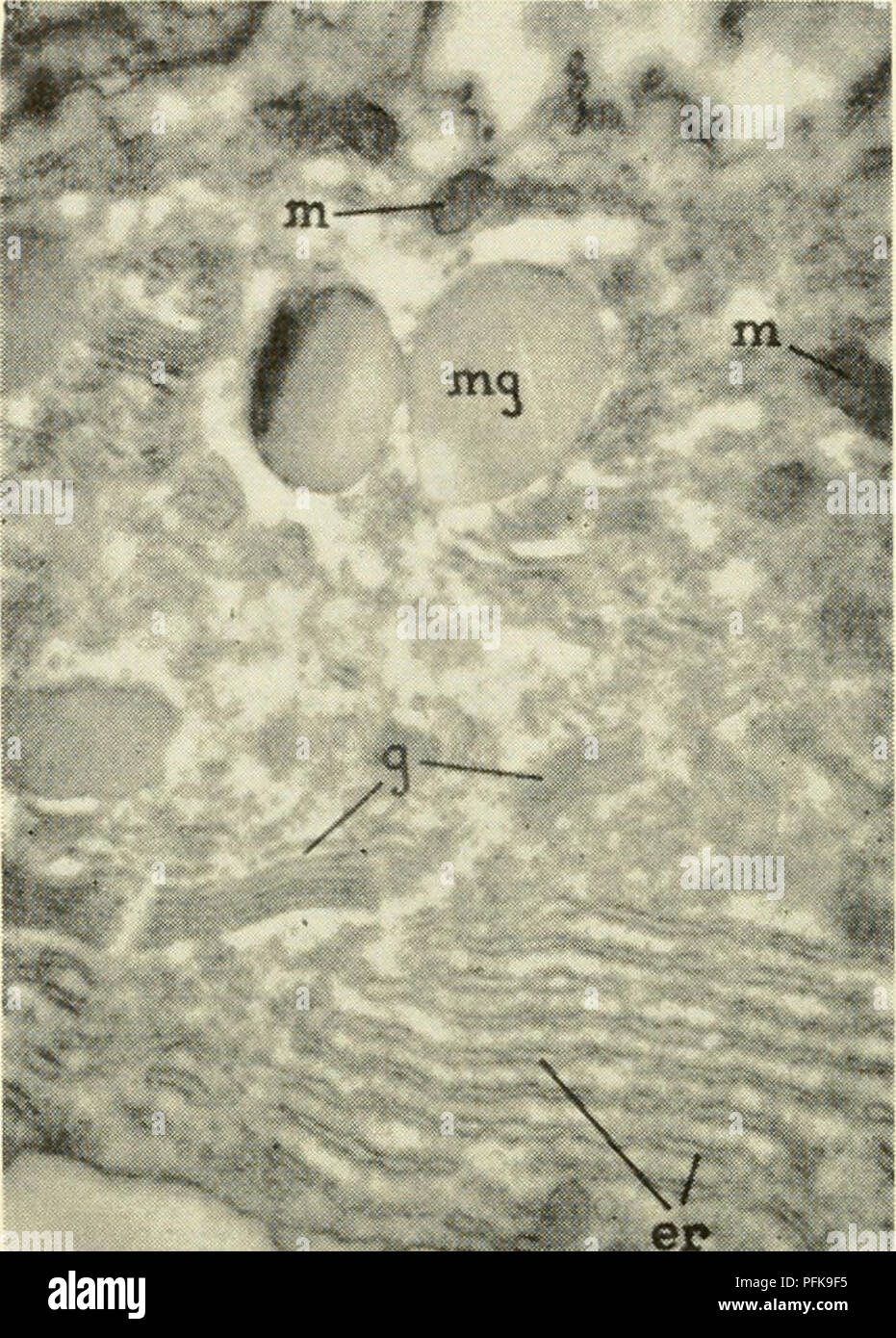 . La cytologie. La cytologie. membranes double séparés les uns des autres par un hiyer de lipide. Cette couche lipidique constitue une troisième membrane, donnant ainsi un élément de trois couches. Sjostrand classe également les différentes membranes comme suit : (I) (I cyto-muqueuses, qui sont les éléments délimitant les. La figure 3-25. Micrographe de Partie de cellules qui sécrètent du mucus dans l'épithélium olfactif de la grenouille. La surface basale de la cellule est au bas de la tigure, la surface libre en haut. Les granules de mucine (mg) et les mitochondries (m) sont visibles dans le cytoplasme. Les rangées parallèles de Banque D'Images