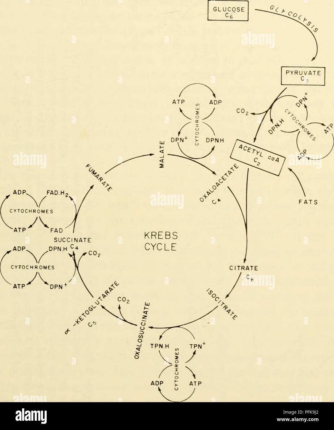 . La cytologie. La cytologie. plutôt détaillé de la façon dont cette fonction respiratoire est effectué. En général, les mitochondries isolées ont été montré pour posséder la capacité de catalyser des réactions de l'acide citrique Krebs cycle en utilisant le pyruvate ou acétate comme carburant (Figure 3-9). Comme le résultat d'exploitation de ce cycle.. La figure 3-9. Schéma de l'Kreb, ou cycle des acides tricarboxyliques. Les réactions du cycle, où la synthèse d'adénosine triphosphate (ATP) est associée à la chaîne de transport d'électrons (la phosphoryla- tion) sont affichés. le pyruvate est complètement oxydé en dioxyde de carbone Banque D'Images