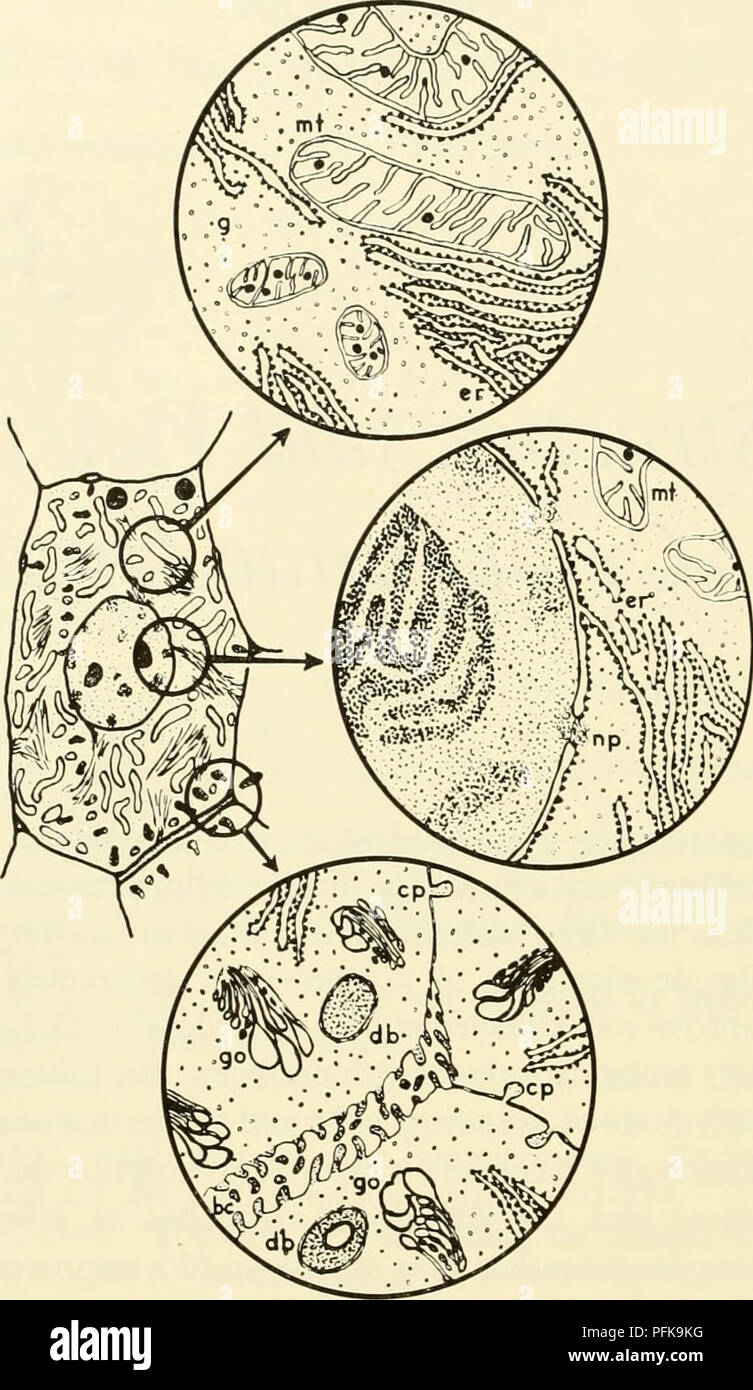 Ce diagramme illustre la structure détaillée d'une cellule parenchymateuse du foie d'un rat, mettant en évidence des composants clés tels que les mitochondries, le réticulum endoplasmique, les dépôts de glycogène et le complexe de Golgi. L'image offre de précieuses informations sur la structure et la fonction cellulaires au niveau microscopique. Banque D'Images