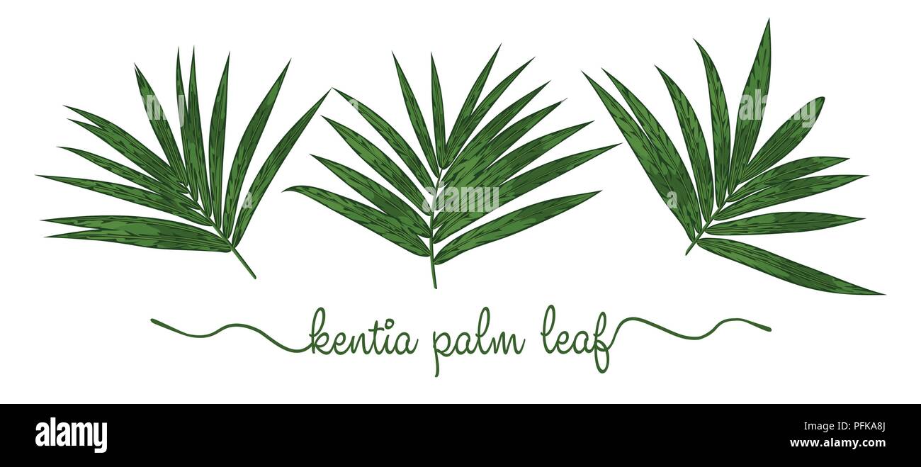 Feuilles de Howea forsteriana éléments exposés. Botany illustration graphique dessiné à la main. Collection de palmiers Kentia, sur un fond blanc. Beau Scénario, d Illustration de Vecteur