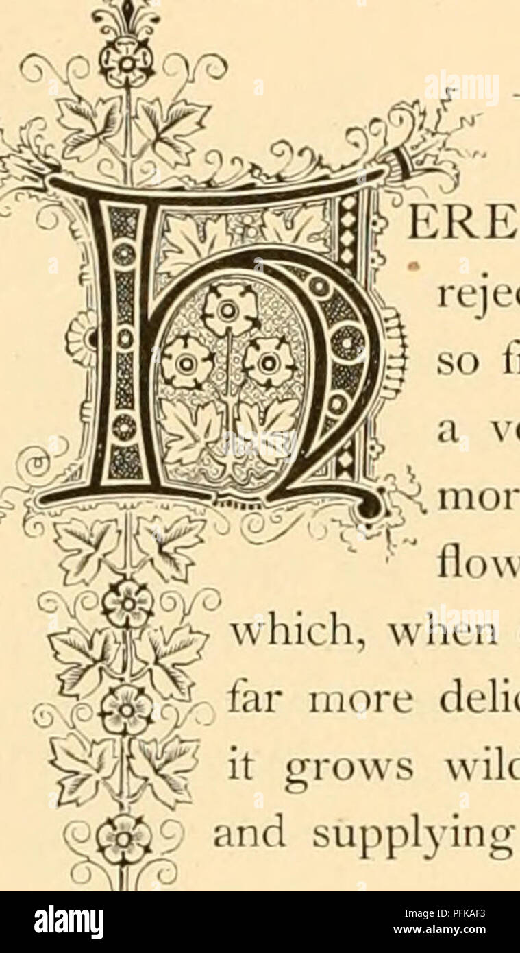 . Cyclopedia de la floriculture. La floriculture ; Fleur langue. ^pOIUCCft m nul. L'ordre naturel : CoyivolviilaceteâConvolvulus Famille.. un bien connu cl éjecté par certains pour ses imber et général, bien que favorite banalité, ou parce qu'il est trouvé /^^ fiequently* CVIM ainsi dans l'humble horizons. Toutefois, il forme une ombre d'eiy reconnaissant le soleil, et est utilisé que tout autre Unoie vigne annuel à cette fin. Les fleurs sont différentes en couleur ; le bourgeon est curieusement tordu, qui, lorsqu'il est élargi d'une belle forme de trompette, les teintes étant beaucoup plus délicat que quel que soit le pinceau pourrait l Banque D'Images