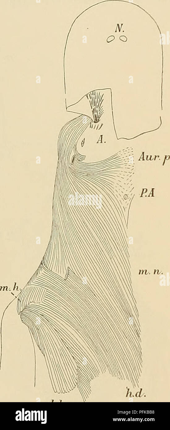 Ce travail scientifique traite de la musculature des monotrèmes, en particulier les muscles ventraux et dorsaux du corps, fournissant des illustrations anatomiques détaillées. Il examine la structure et la fonction de ces muscles, ainsi que leur rôle dans la locomotion monotrème et la physiologie. Banque D'Images