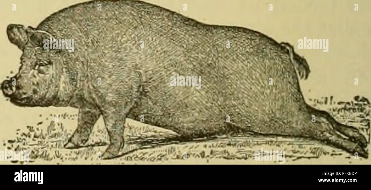 . Cyclopedia des animaux de ferme. Les animaux et produits du règne animal. Fig. 658. Système musculaire du porc. 1, muscle levator supérieure de la lèvre ; 2, supérieur levator muscle proprius de la lèvre : 2(. accessoire de la levator muscle ; 3. muscle cauinus (pyramidalis) ; 4;5 depressorrostrum, muscle orbiculaire musculaire, ; 6, l'abaisseur de qualité inférieure de la lèvre musculaire : 7, muscle zygomaticus majeur ; 8. muscle masséter ; 9, 9, 9(", muscle cleido- mastoideus ; 10, muscle sterno-mastoideus steruo ; 11, muscle-hyoideus ; 12, une petite partie de la partie baudrier de la trapezius muscle ; 13, 14 ; muscle trapèze, ventrale Banque D'Images