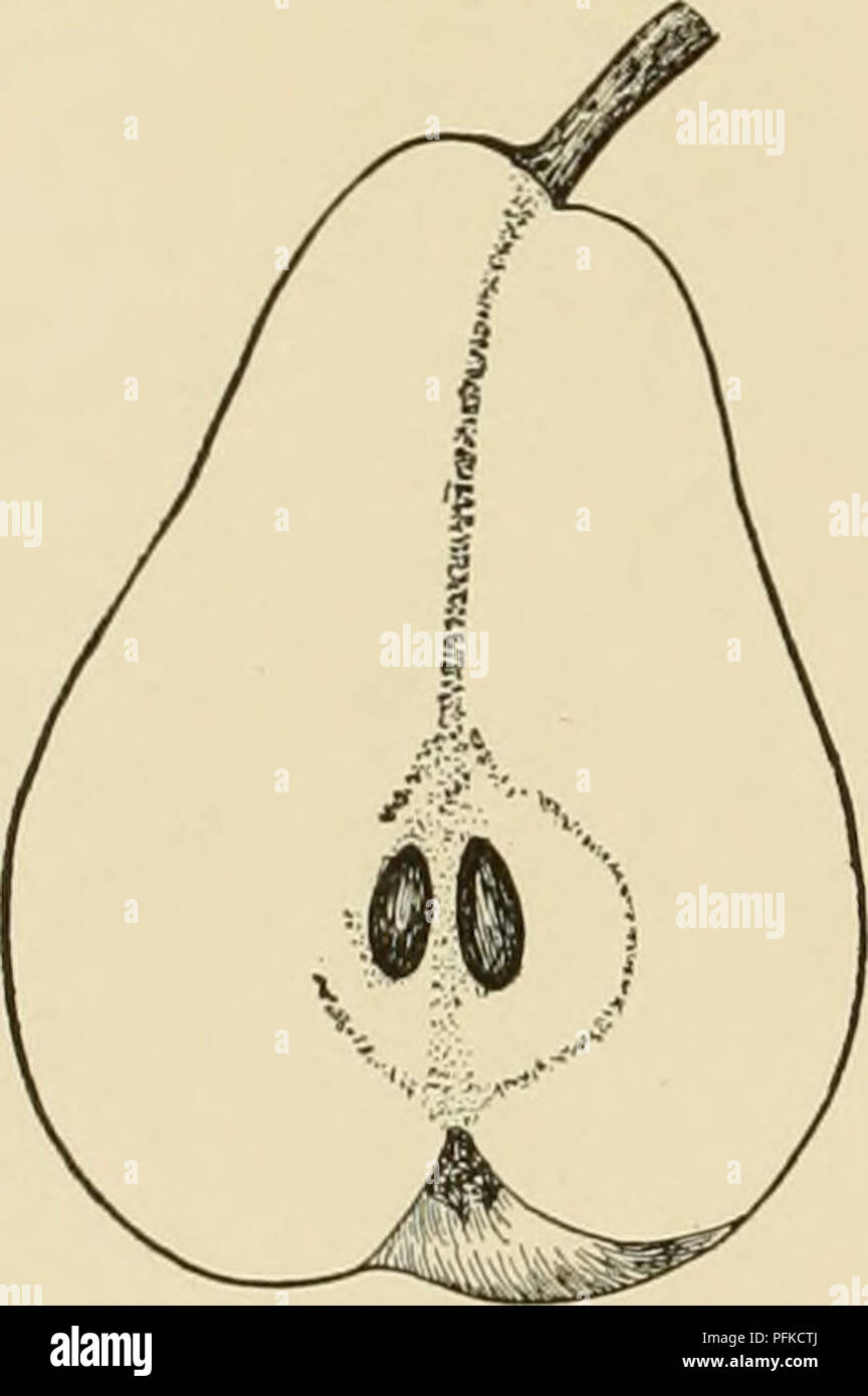 . Cyclopedia de hardy fruits. Fruits Fruits ;-culture. 102 SOUVENIR DU CONGRÈS a souligné HELEN OXENBURY marge dentée en scie ; finement ; pétiole 1V^ pouces de long. Fleurs 1 % pouces à travers, en grappes denses, 13 ou 11 bourgeons dans un cluster. Fruits arrivent à maturité en octobre ; grand, 2 p. 100 pouces de long, 2 pouces de large, d'un uniforme dans la taille et de la forme, turbinées, symétrique ;  % souches pouce long, épais, presque droites ; cavité profonde, obtus, froncés, lèvres occasionnellement ; calice grand, ouvert ; lobes obtus, très large ; l'ensemble du bassin, obtus, sjTnmetrical ; peau épaisse, granuleuse, tendre, roughish ; terne de couleur jaune-verdâtre avec un léger brun-rouge Banque D'Images