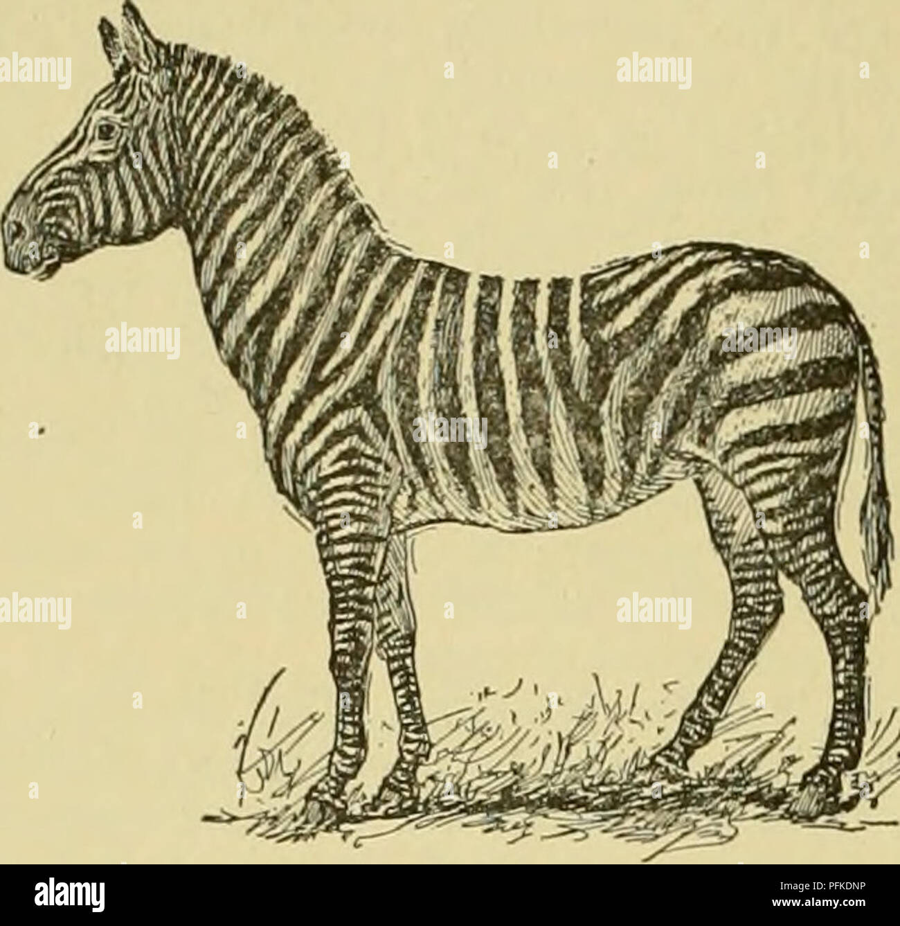 Cyclopedia Des Animaux De Ferme Les Animaux Et Produits Du
