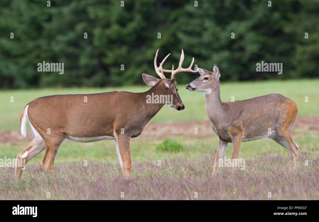 Cerfs biche et mâle approchent l'un de l'autre dans un champ ouvert. Banque D'Images